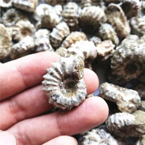 Natural conch fossil claw spiro unpolished rough play Decoration mineral ornamental aquarium