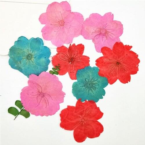 10pcs 3-5cm Sakura dried flower embossed pressed flower material Epoxy dried flower DIY Resin Ornament Craft