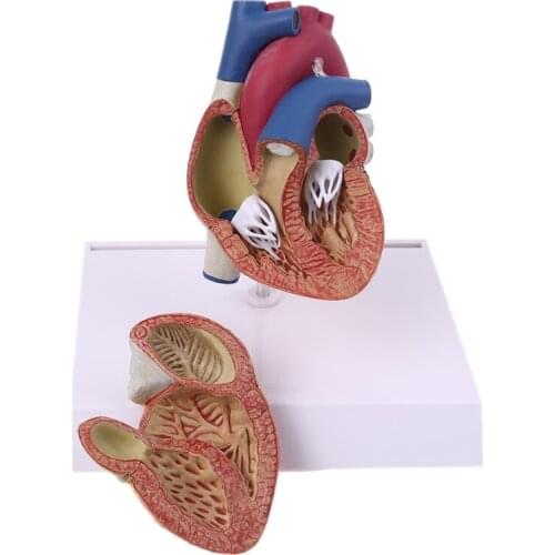 Life Size Disassembled Anatomical Human Heart Anatomy Model for Science Resources Study Display Teaching Tool