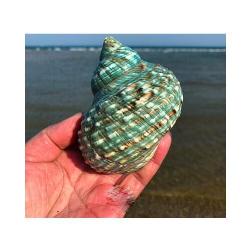 Natural conch shell green turban snail large green snail fish tank aquarium decoration landscape roll shell fish shell hermit cr