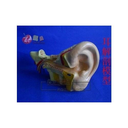 Biological equipment teaching instrument Ear anatomical model free shipping