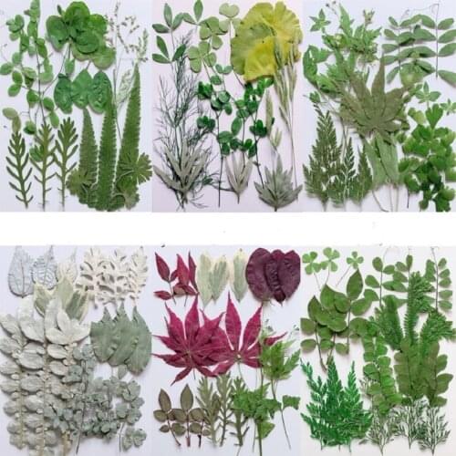 1Set 21pcs Mixed Pressed Dried Leaves Flower Plant Herbarium For Bookmark Prop Jewelry Postcard Invitation Card Phone Case DIY