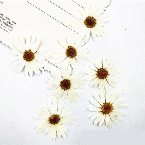 8pcs Pressed Dried White Pericallis Hybrida Flower Plant Herbarium Jewelry Postcard Invitation Card Phone Case Bookmark DIY