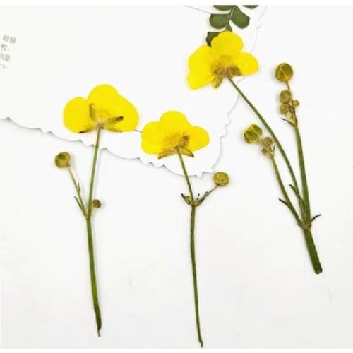 120pcs Pressed Dried Ranunculus Buttercup Flower Plant Herbarium For Jewelry Photo Frame Phone Case Bookmark Making DIY