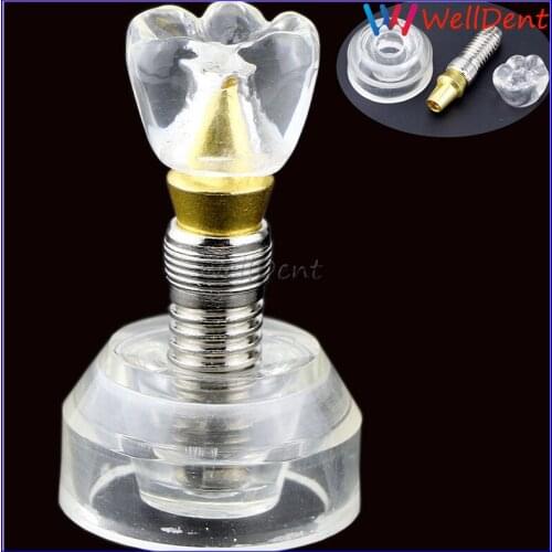 Dental Teeth Model Single Clear Teeth Implant Model Stand Implant Crown 3 Parts Tooth Model Dentist Dental Lab