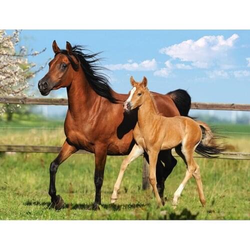 Muxun Full Square/Round Drill 5D Diy Diamond Painting Animal Horse Embroidery Cross Stitch 5D Home Decor Handmake Gift Rp707