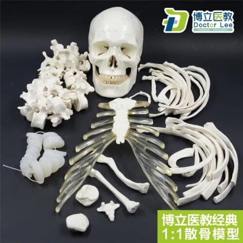 Natrual Size Human Skeleton Model for Teaching and Learning High Quality Medical Supplies and Equipment