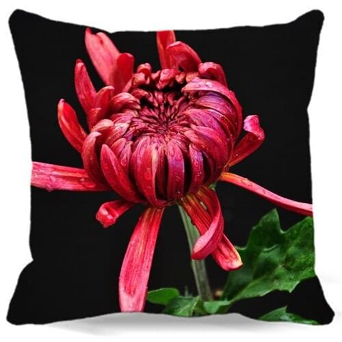 Open petals of Red Chrysanthemum Cotton Polyester black Pillow case 16" 18" 19" 9 style Homes car sofa Decorate