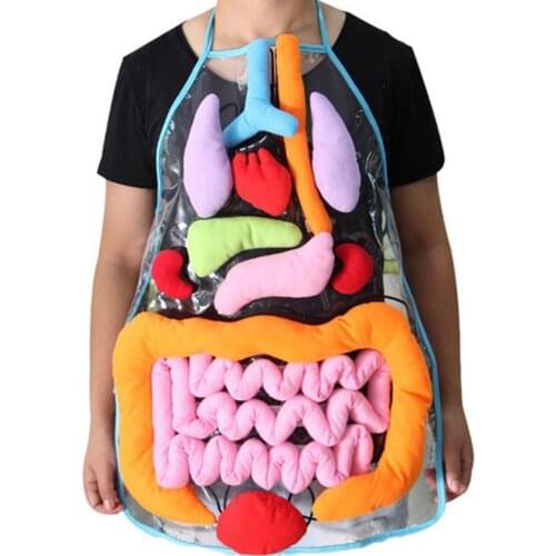 Educational Insights Toys For Children Anatomy Apron Human Body Organs Aware Cooking Apron School Learning Education Interest