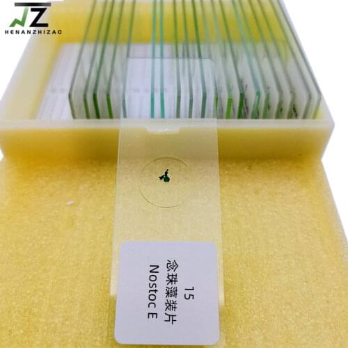 20Pcs protozoa and algae slides set microscope education prepared slides set