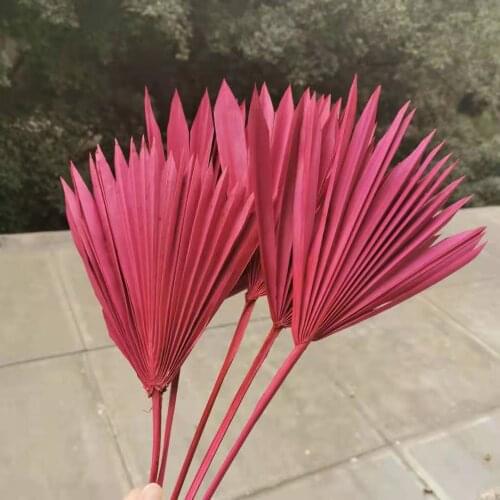 8pcs/40cm,Natural Dried Fan Palm Leaf,Eternell display flower DIY Crafts Home Wedding Decoration Photo Props accessories