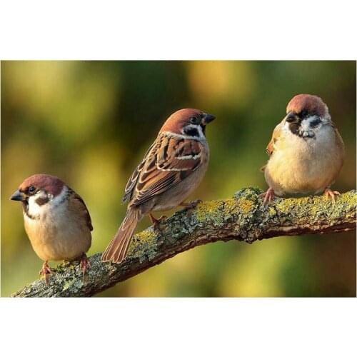 Diy 5D Diamond painting cross stitch sparrow crystal square diamond mosaic unfinish decorative full diamond embroidery icon