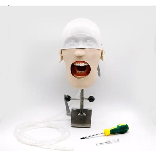 Dental Manikins Phantom Model Dental Head Model Training Simulator Practise teeth model for Dental Teaching Model