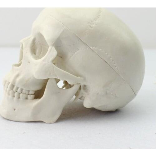 High quality Artificial skull model human skeleton small skull model