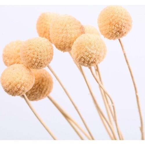20pcs/1.5-2.5cm,Natural Fresh Eternal Craspedia Bouquet,Preserved display Flowers for Wedding Party Home Decoration accessories