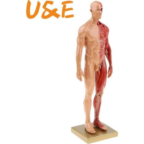 30cm Resin Human Body Muscle Statue Sculpture Human Anatomical Anatomy skeleton Medical Artist Drawing tools Supplies