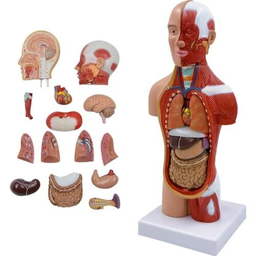 Human Torso Body Model with Muscles Anatomy Anatomical Medical Internal Organs Educational Equipment MEDICAL SICENCES