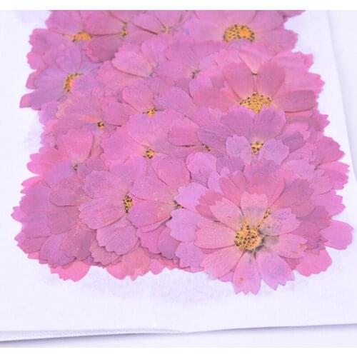 100pcs Natural Pressed Galsang Flower Real Touch Dried Flower for DIY Wedding Invitation Bookmark Gift Card Scented Candle Decor