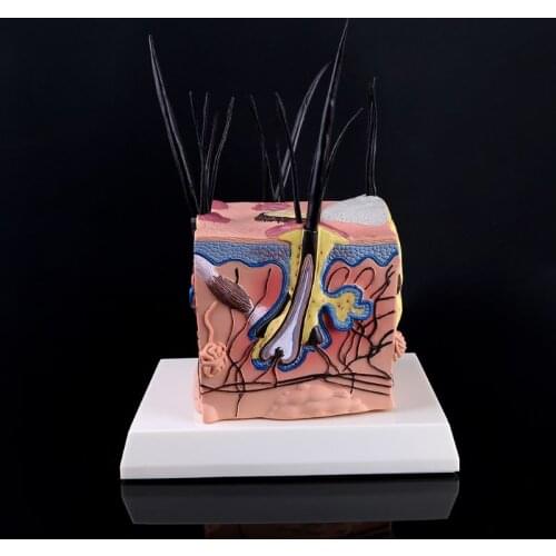 Sick Dog Canine Skin Anatomical Model Veterinary Vet Anatomy Display Teaching Research