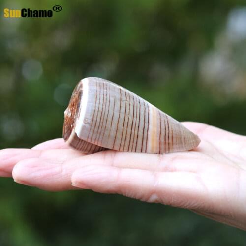 Black Potato Snail Natural Conch Shell Fish Tank Aquarium Mediterranean Photo Decoration Creative DIY Micro-landscape Ornaments