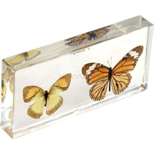 Children observe cognitive resin insect embedded real butterfly specimen artificial amber kindergarten teaching