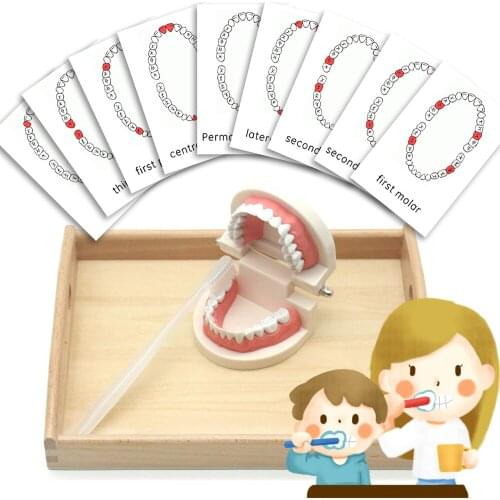 Montessori Toys Sensory Toys Brushing Teeth Exercise Wooden Tray Set Educational Toys Juguetes Montessori Material MC0164H