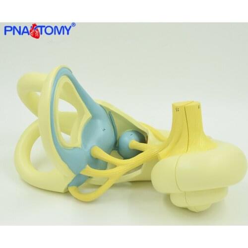 18 times Enlarged Acustic Labyrinth Model Inner Ear Anatomical Model Sense Organs Detachable Medical Teaching Tool Hospital Use