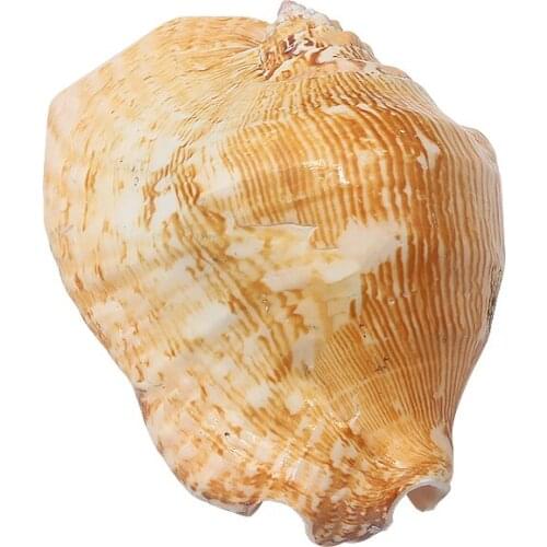 Extra Large Ear Screw Natural Super Large Conch Shell Big Ear Screw Home Decorations Succulent Flower Pot Home Decoration