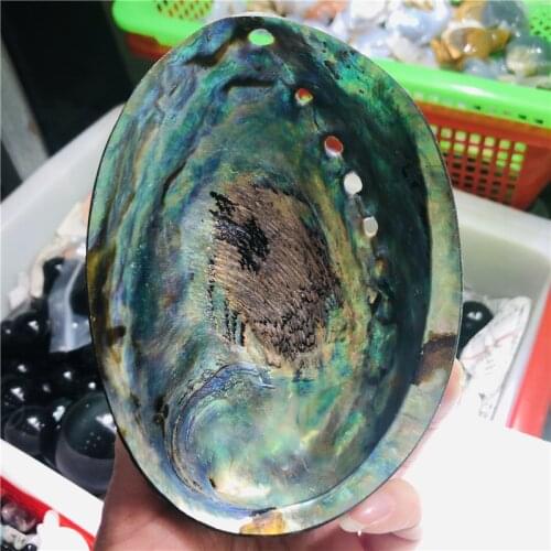 Natural abalone shell fossil healing mineral Reiki specimen art collection stone carving crafts