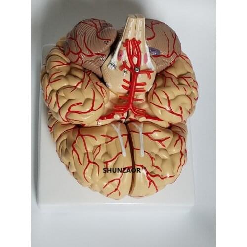 Anatomical brain model arteries 9parts ,42number for learning resource medical student like it
