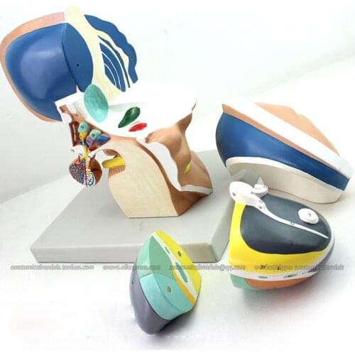 CMAM/12411 Diencephalon, 4-parts, 3x, Medical Brain Anatomical Human Model