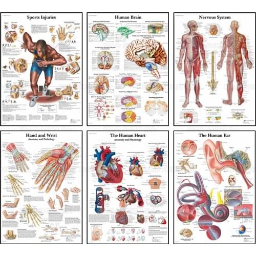 Human Anatomy Muscles System Poster Wall Art Silk Canvas Painting Body Map Wall Pictures For Medical Education Clinic Decoration
