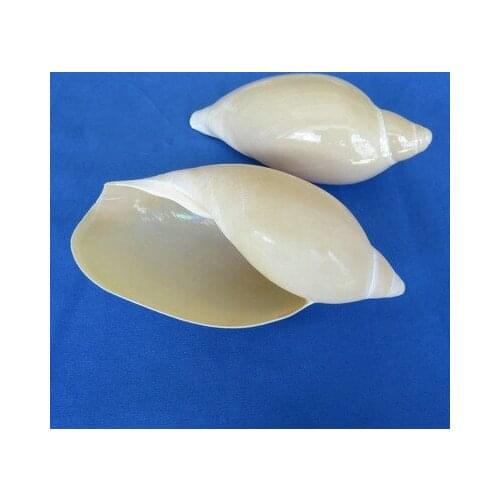 Natural Conch Seashell Valley Rice Snail Floor Decoration fFsh Tank Landscaping Wedding Home Decoration Window Decoration