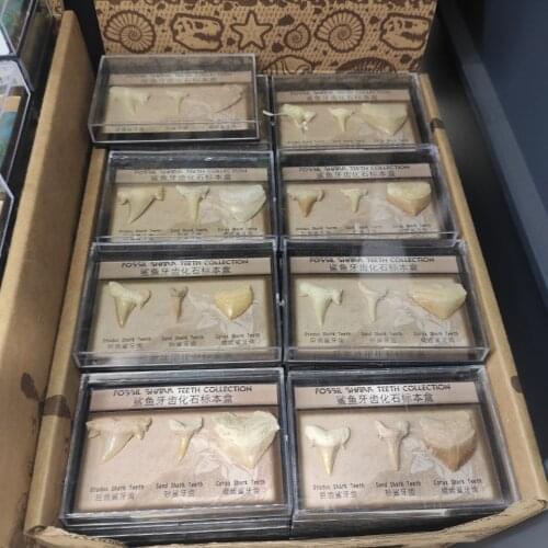 A box Natural Stone Megalodon Tooth Fossil Decoration Fossil Shark Teeth Marine Biology Science Teaching Specimen