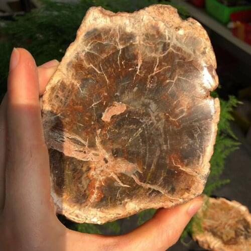 Hot Natural Petrified Wood Fossil Crystal Polished Slice Mineral Specimen Wood Fossil Healing Gifts