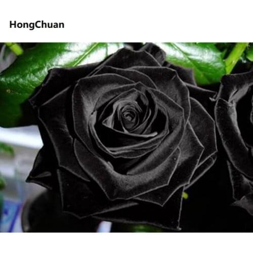 Black Rose 5D DIY Full Square/Round Diamond Painting Diamond Embroidery Diamond Inlaid Cross Stitch Home Decoration Gift