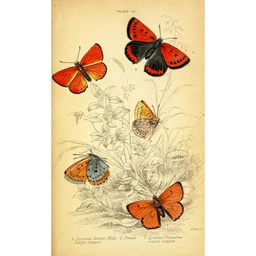 Vintage butterfly Art print Silk poster Home Wall Decor