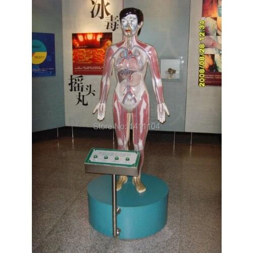 Freeship Microcomputer,human body drug taking blood circulation demonstration model, 1:1 naturel size, abandon drug habits model