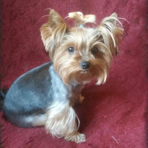 Diy Diamond Painting dog Yorkshire Terrier 3d Square Rhinestone Diamond mosaic painting beads 5d Full Diamond embroidery Animals