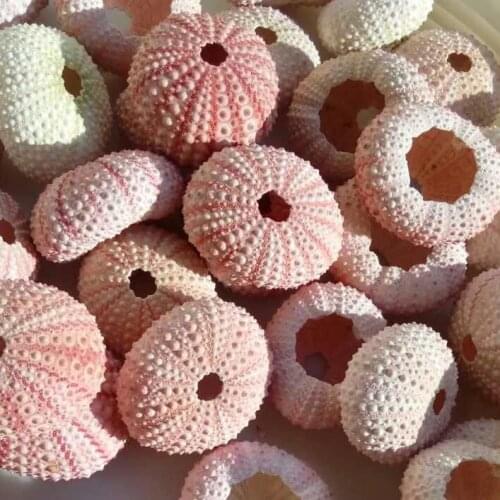 5pcs Natural sea urchin pink sea urchin shell window design decoration DIY wall sticker decoration Mediterranean home
