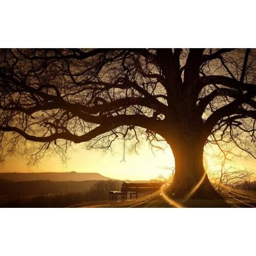 Setting Sun Beaming Around a Massive Oak Tree Art print Silk poster Home Wall Decor
