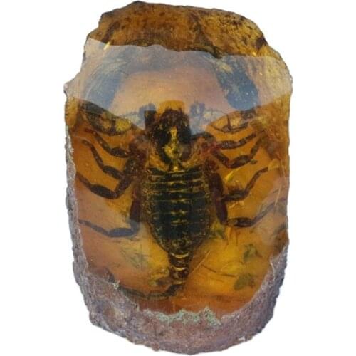 Amber scorpion amber insect specimens