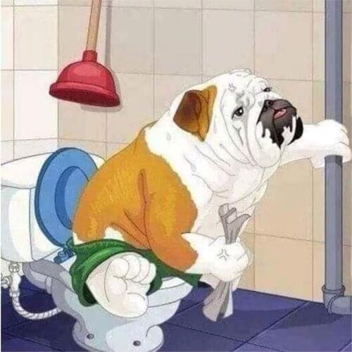 New DIY diamond painting Cross stitch full Square/Round diamond 5D diamond embroidery bulldog on toilet Rhinestone mosaic decor