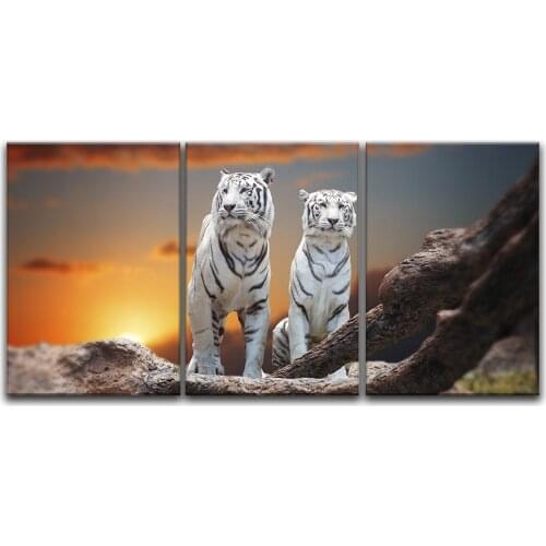 3 Panel Canvas Wall Art - Two White Tigers at Sunset Time Print on Canvas Ready to Hang Drop shipping