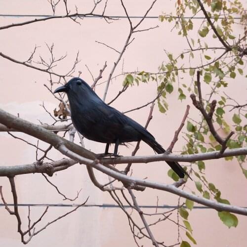 Real life toy black feathers crow bird model about 22cm crow garden decoration party Halloween prop toy gift h1740