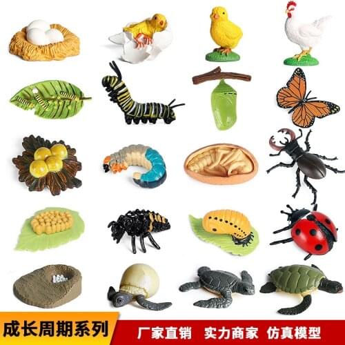 Miniatures Insects Sea Animal Plant Seed Life Growth Cycle Model Frog Chicken Turtle Snail Biology Collectible Education Toys