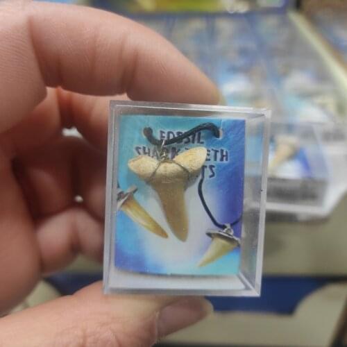 1pcs Natural animal Morocco fossil shark tooth fossil mineral specimen as a gift, decorative pendant free shipping