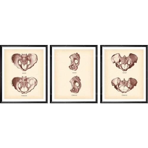 Vintage Pelvis Print, Female Pelvis, Male Pelvis, Antique Anatomy Poster, Skeleton Illustration, Chiropractor Office Decor, Orth