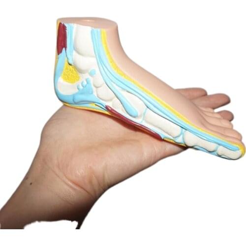 Anatomical model of childrens foot 500 pieces