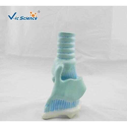 Education Advance Plastic Anatomy Laryngeal cartilage model